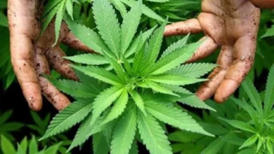 Photo of САД ја прекласифицираа марихуаната како помалку опасна дрога