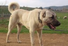 Photo of Кривична пријава за лице од струшко Ливада за убивање и мачење животни