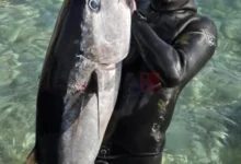 Photo of Црногорец во подводен риболов улови туна тешка 82 килограми