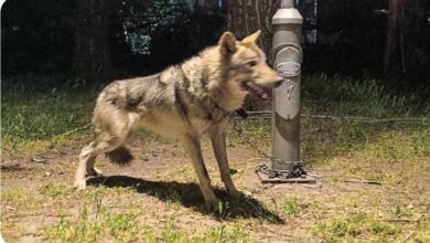 Photo of Волк е животното најдено на ланец во Козле, газдата кој барал избегано куче признал дека не е неговото животно