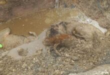 Photo of Заловените крави од Крива Паланка АХВ ги оставил да умираат од глад и во нехумани услови?