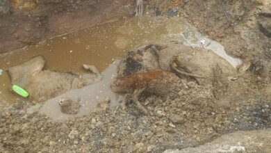 Photo of Заловените крави од Крива Паланка АХВ ги оставил да умираат од глад и во нехумани услови?
