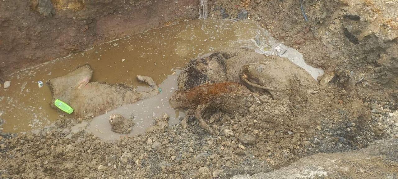 Заловените крави од Крива Паланка АХВ ги оставил да умираат од глад и во нехумани услови?