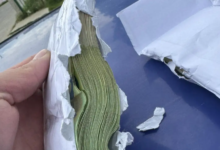 Photo of Запленети речиси 35.000 непријавени евра во автобус кој во земјава дошол од Германија