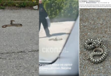 Photo of  Змии низ Скопје: Појави регистрирани во Аеродром, кај Кванташки и во Лисиче