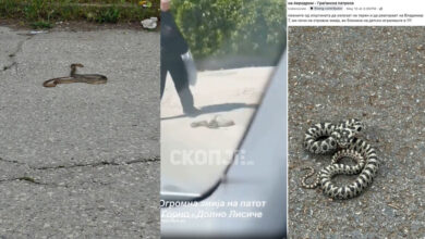 Photo of  Змии низ Скопје: Појави регистрирани во Аеродром, кај Кванташки и во Лисиче