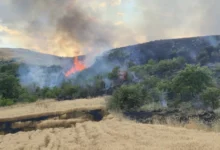Photo of Опожарени околу 30 хектари житни култури во две светиниколски села