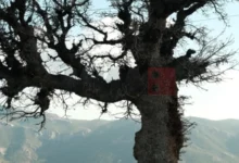 Photo of Пронајдено дрво старо над 1000 години во Германија