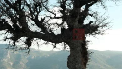 Photo of Пронајдено дрво старо над 1000 години во Германија