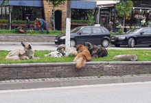 Photo of (Видео) Глутници во Ѓорче и Нерези: Директорот на „Лајка“ тврди дека некој намерно остава кучиња на улица