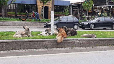 Photo of (Видео) Глутници во Ѓорче и Нерези: Директорот на „Лајка“ тврди дека некој намерно остава кучиња на улица