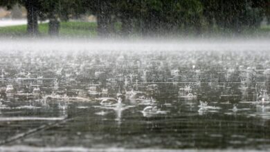 Photo of Невреме во Струга и Берово, откорнато дрво во Ѓорче Петров