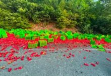 Photo of (Фото) Внимателно на патот Струмица–Валандово: Истурени пиперки на коловозот кај Костурино