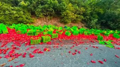 Photo of (Фото) Внимателно на патот Струмица–Валандово: Истурени пиперки на коловозот кај Костурино