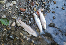 Photo of Угинување на риба во реката Треска, се бараат итни анализи на водата