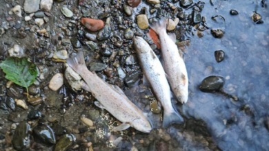 Photo of Угинување на риба во реката Треска, се бараат итни анализи на водата