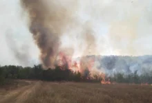 Photo of Повторно се разгоре огнот во боровата шума над село Ногаевци, во Општина Градско