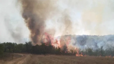 Photo of Повторно се разгоре огнот во боровата шума над село Ногаевци, во Општина Градско