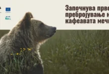 Photo of Почнува првото национално генетско пребројување на кафеавата мечка во Македонија