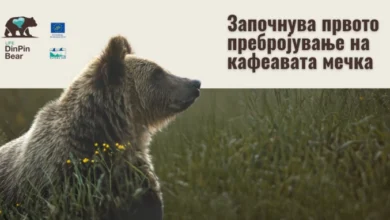 Photo of Почнува првото национално генетско пребројување на кафеавата мечка во Македонија