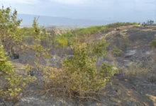 Photo of Струмичките пожарникари вчера изгаснаа два големи пожари, едниот намерно подметнат