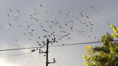 Photo of Променливо облачно, со локален дожд