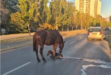 Photo of Кобила се ождреби на сред улица во скопски Карпош
