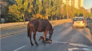 Photo of Кобила се ождреби на сред улица во скопски Карпош