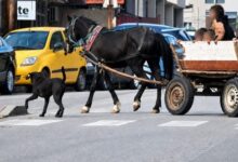 Photo of „Призма“: Коњи шетаат, институциите чекаат инцидент