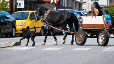 Photo of „Призма“: Коњи шетаат, институциите чекаат инцидент