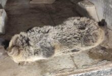 Photo of Угина младо мече удрено од автомобил на автопатот Скопје–Тетово